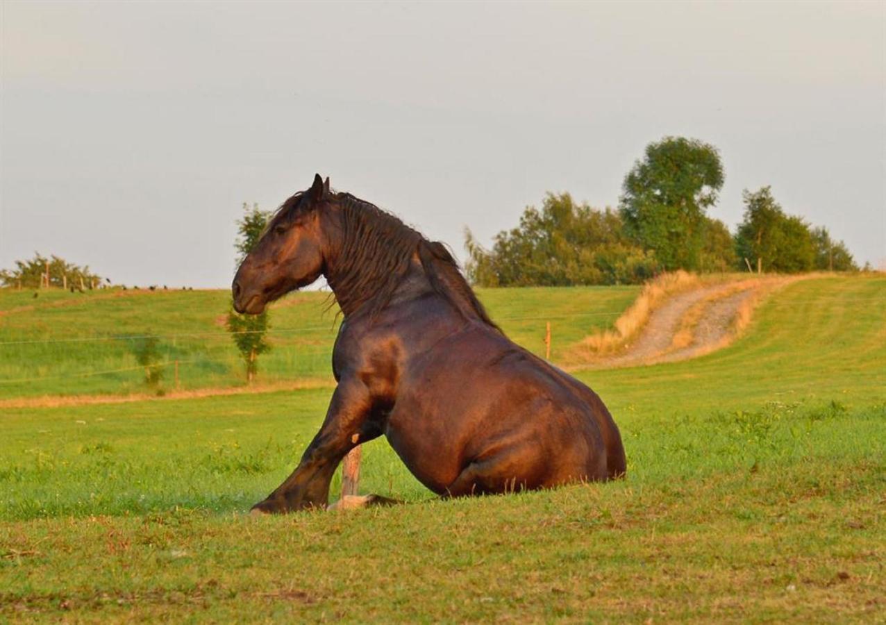Ferienhof Kuerschner Drebach Esterno foto