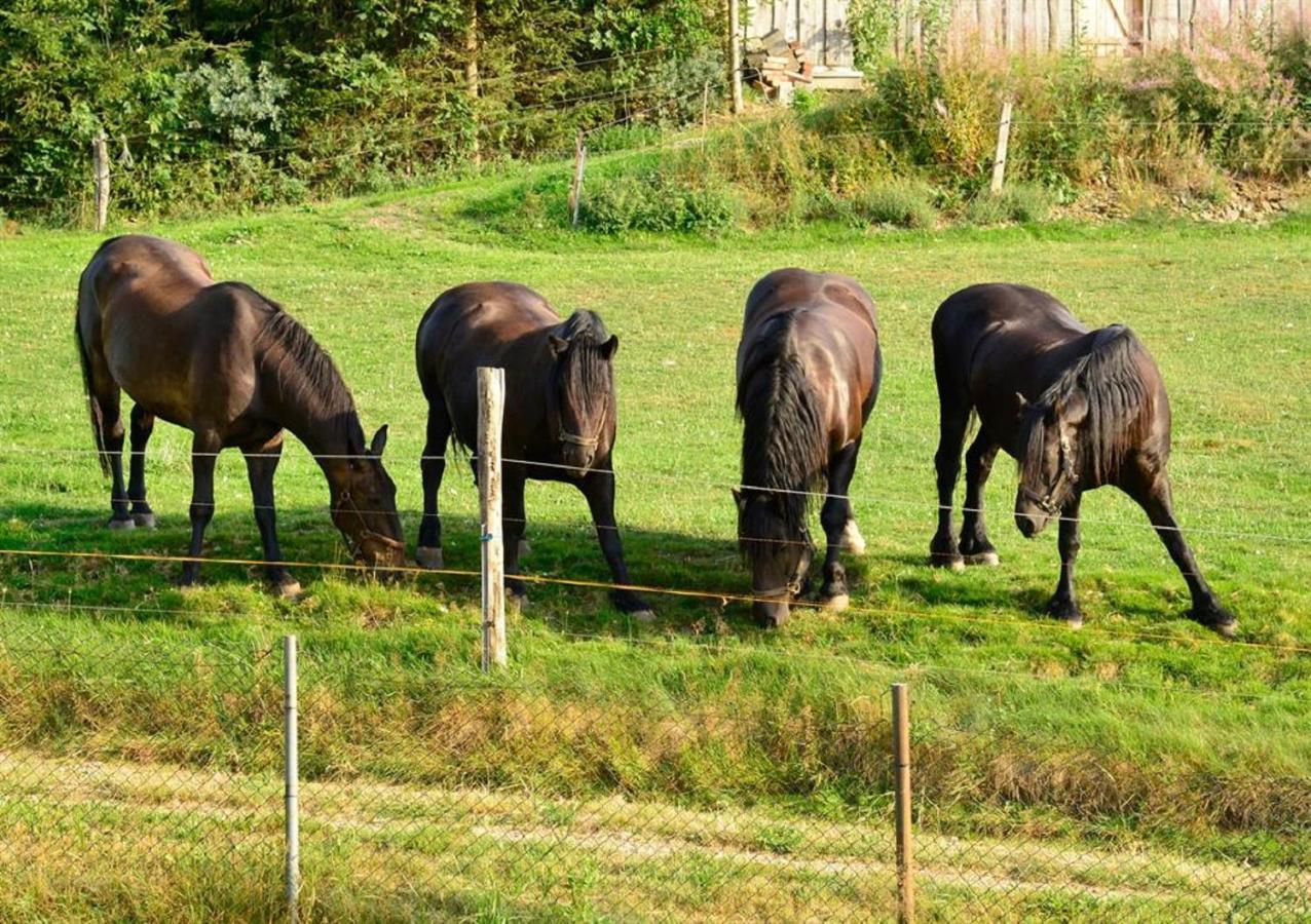 Ferienhof Kuerschner Drebach Esterno foto