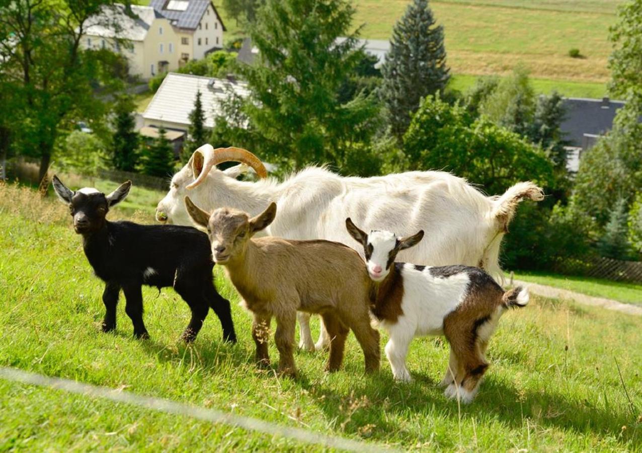 Ferienhof Kuerschner Drebach Esterno foto